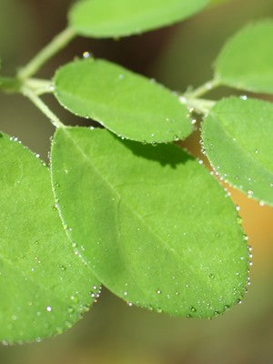 Moringa Leaf