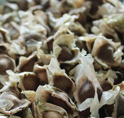 Moringa Oleifera Seed uses