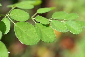 Moringa leaf products - The Moringa Shop