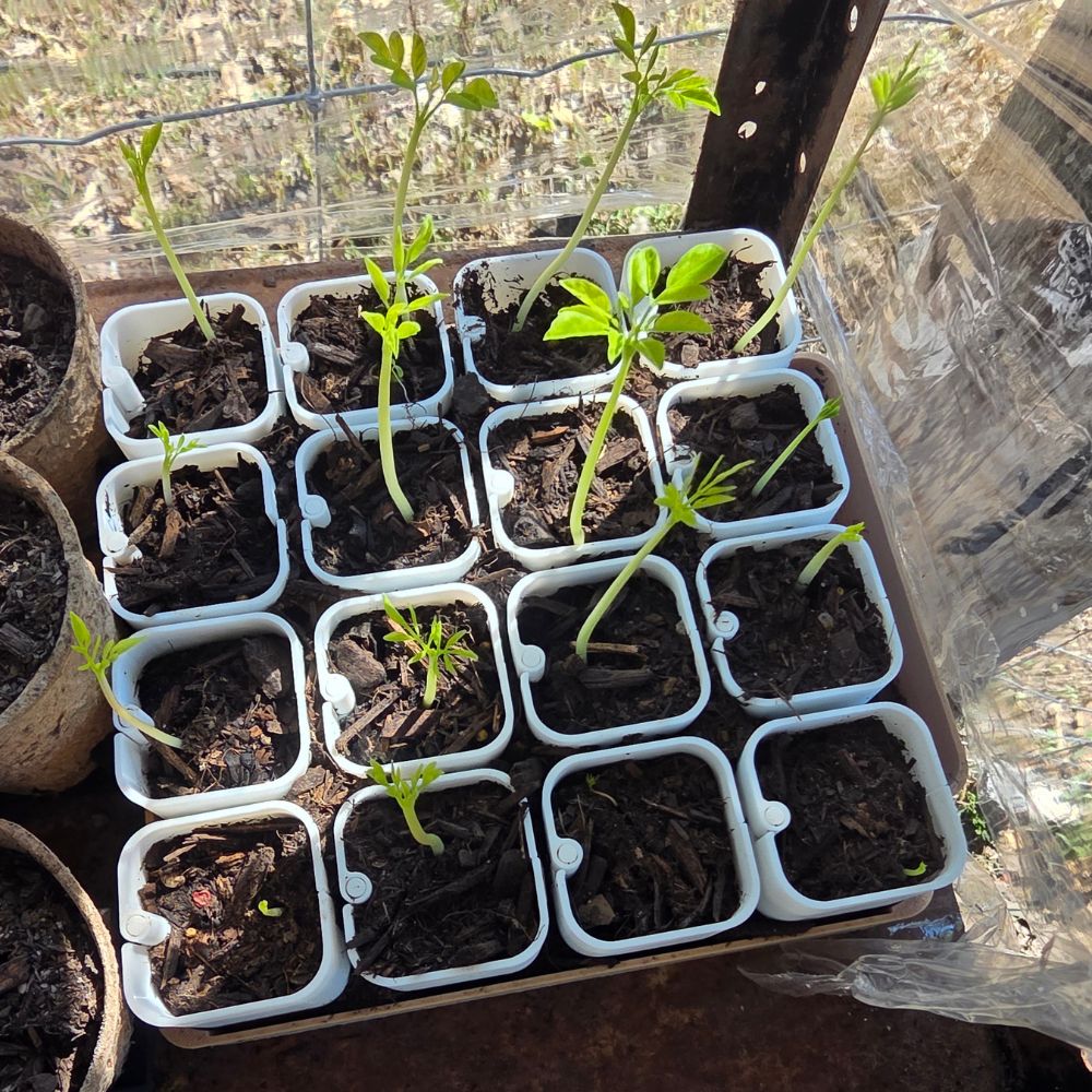 Moringa Seeds