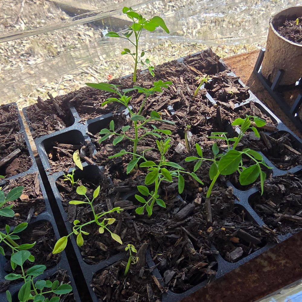 Moringa Seeds
