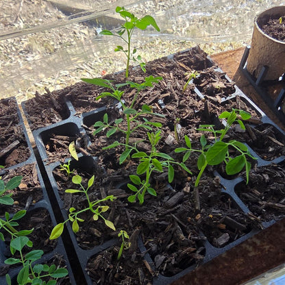 Moringa Seeds